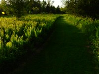 1 The Path-14